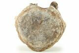 Fossil Triceratops Vertebra With T-Rex Bite Marks - Montana #269886-1